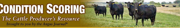 Body Condition Scoring: Cattle Producers Resource